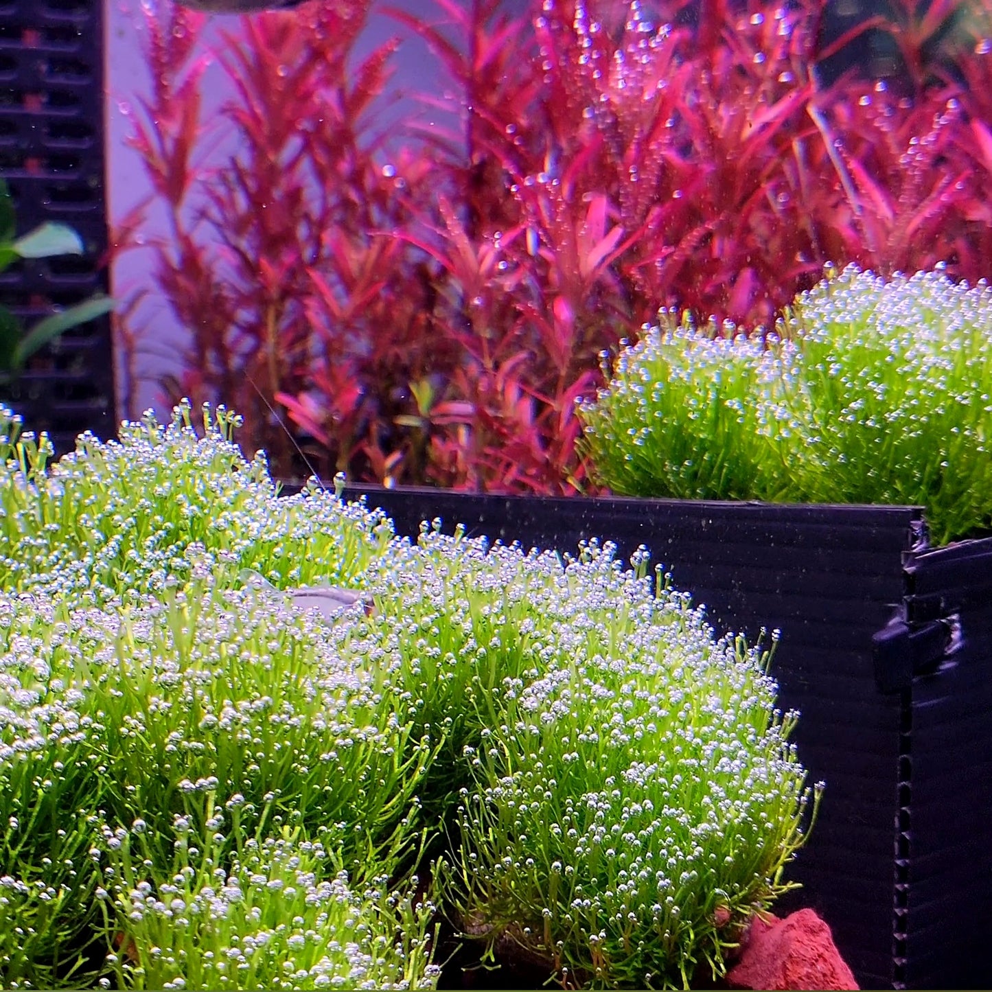 Riccia Fluitans/ Floating Crystalwort