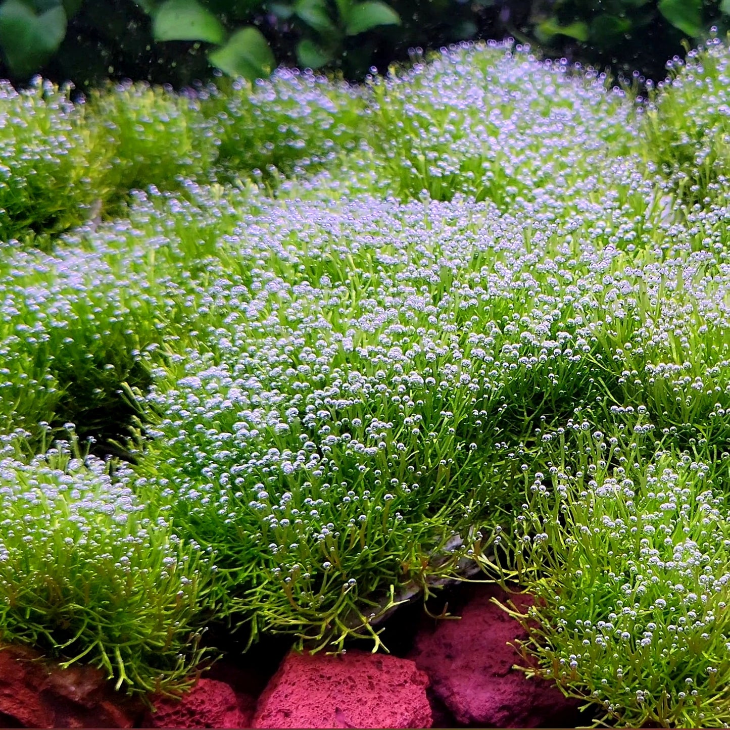 Riccia Fluitans/ Floating Crystalwort