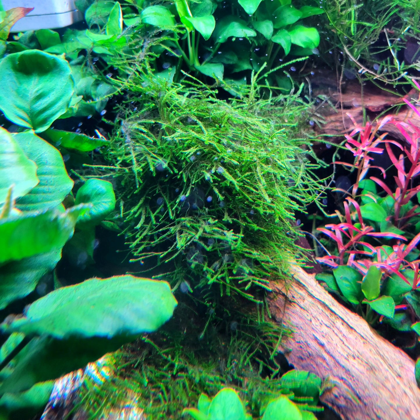 Weeping moss/ Vesicularia ferriei