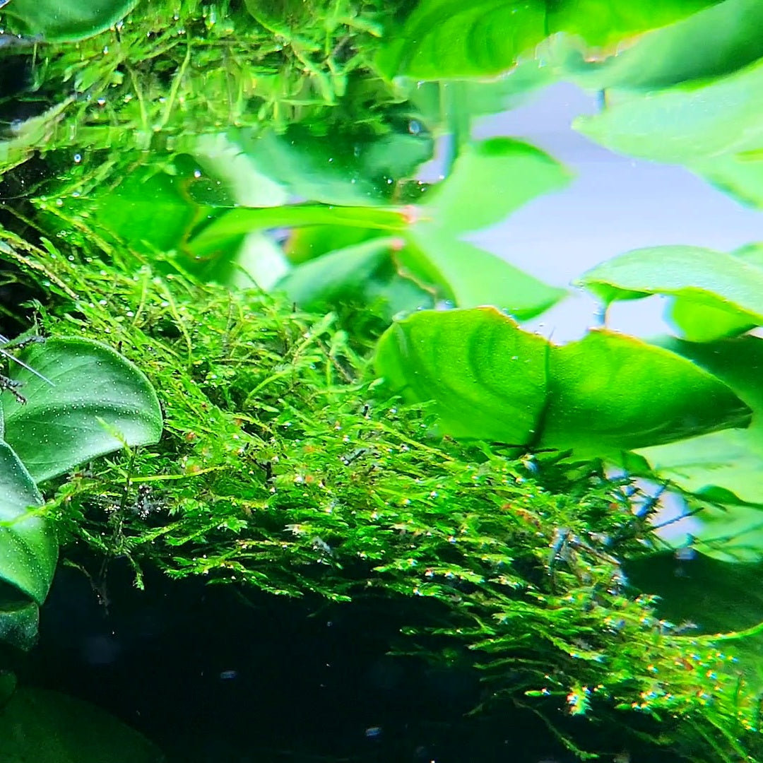 Weeping moss/ Vesicularia ferriei