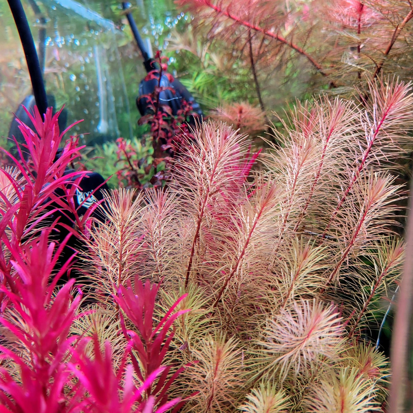 Rotala Wallichii
