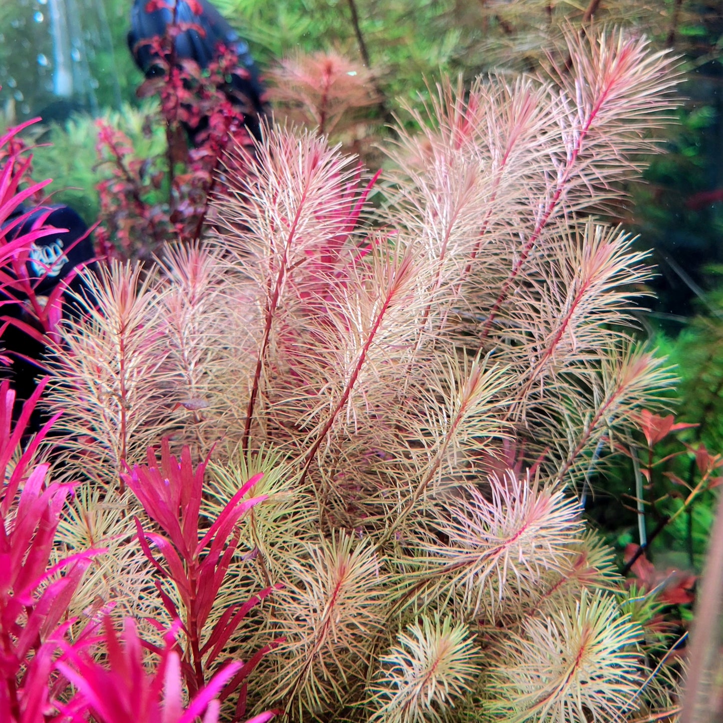 Rotala Wallichii