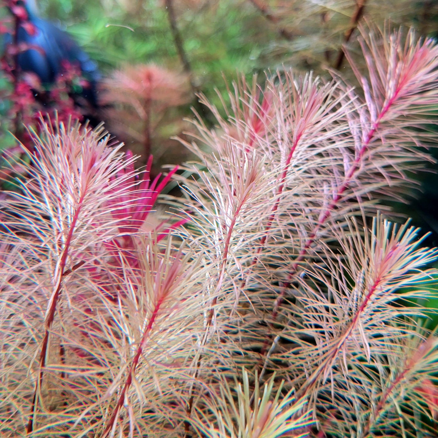 Rotala Wallichii