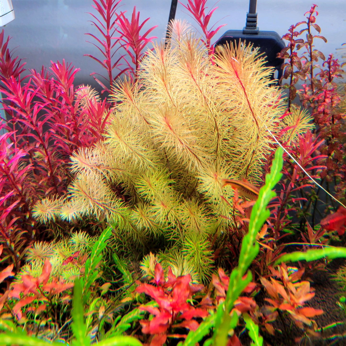 Rotala Wallichii