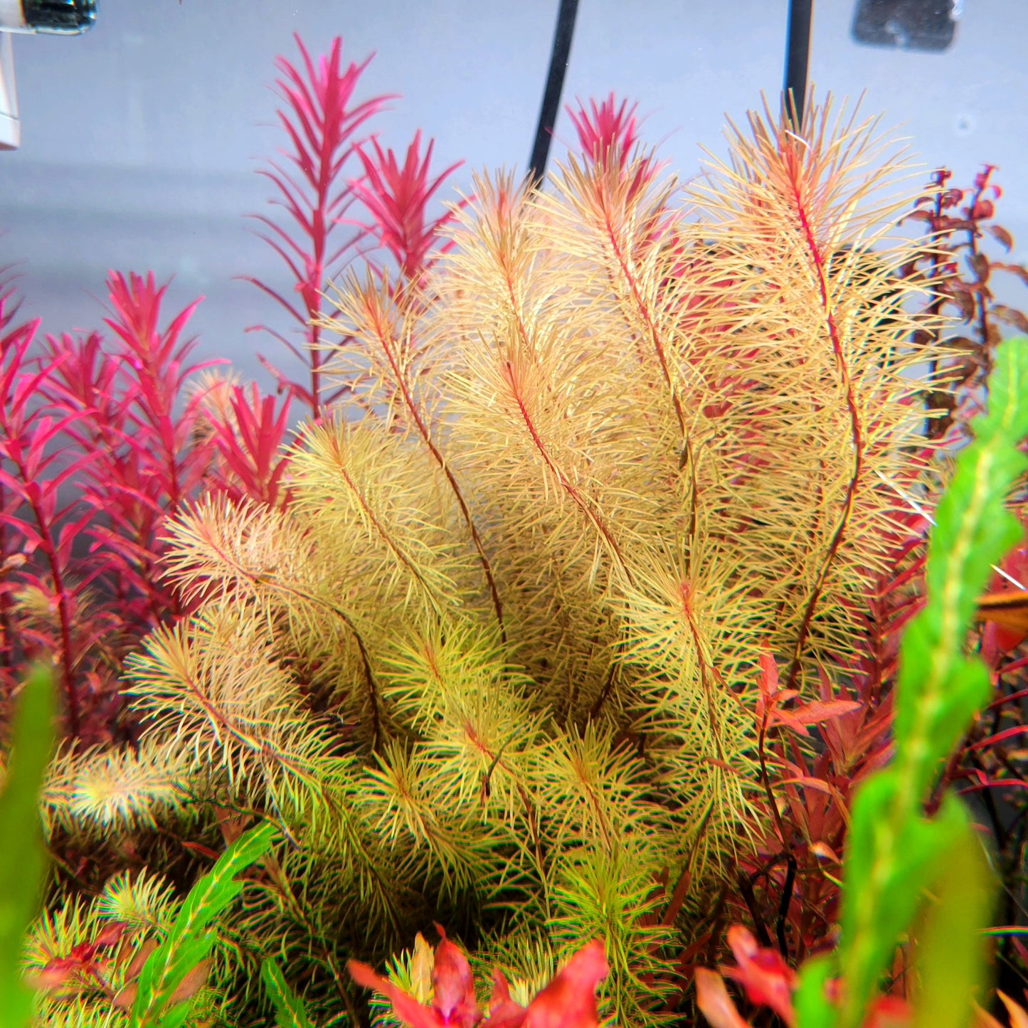 Rotala Wallichii