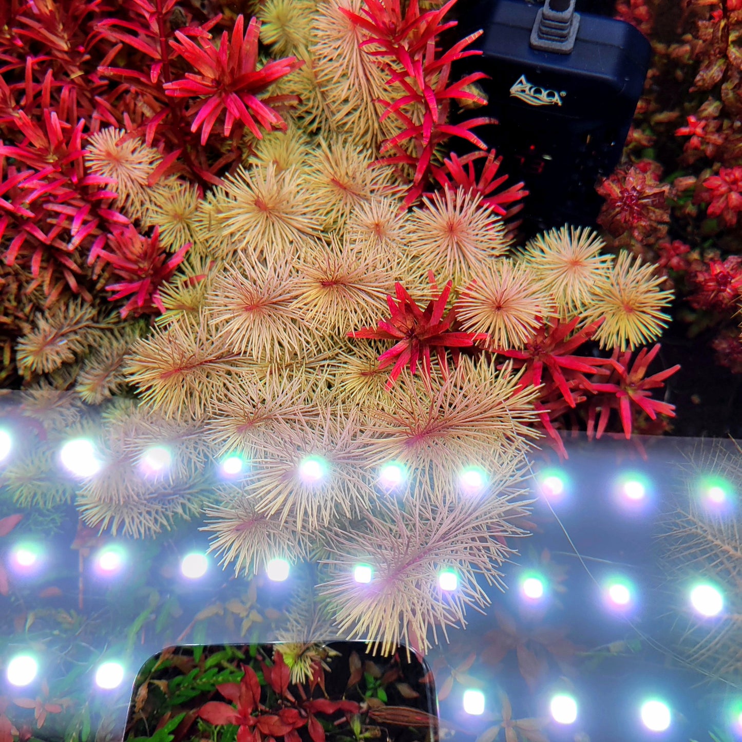 Rotala Wallichii