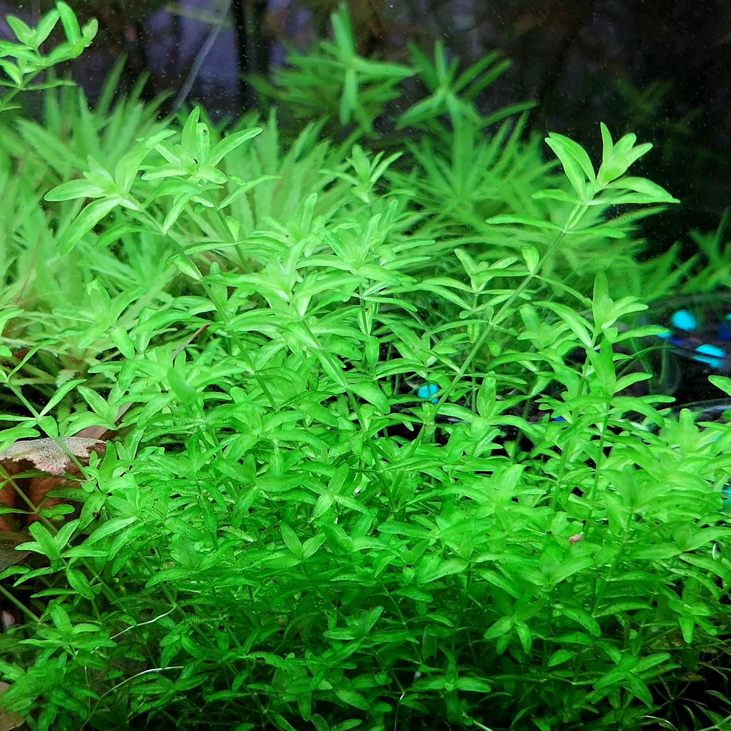 Hemianthus Micranthemoides/ Pearl Weed