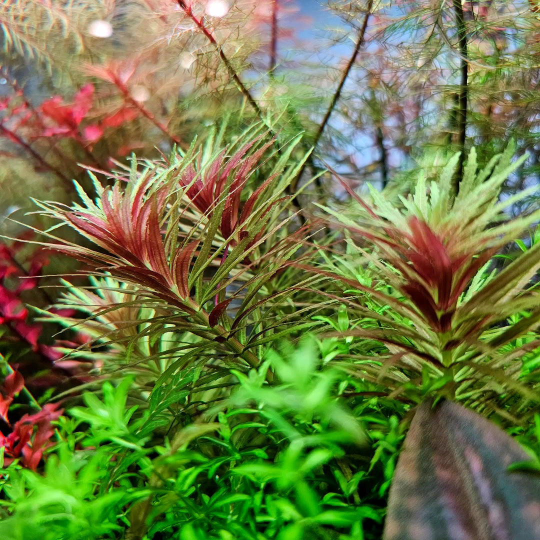 Limnophila Aromatica