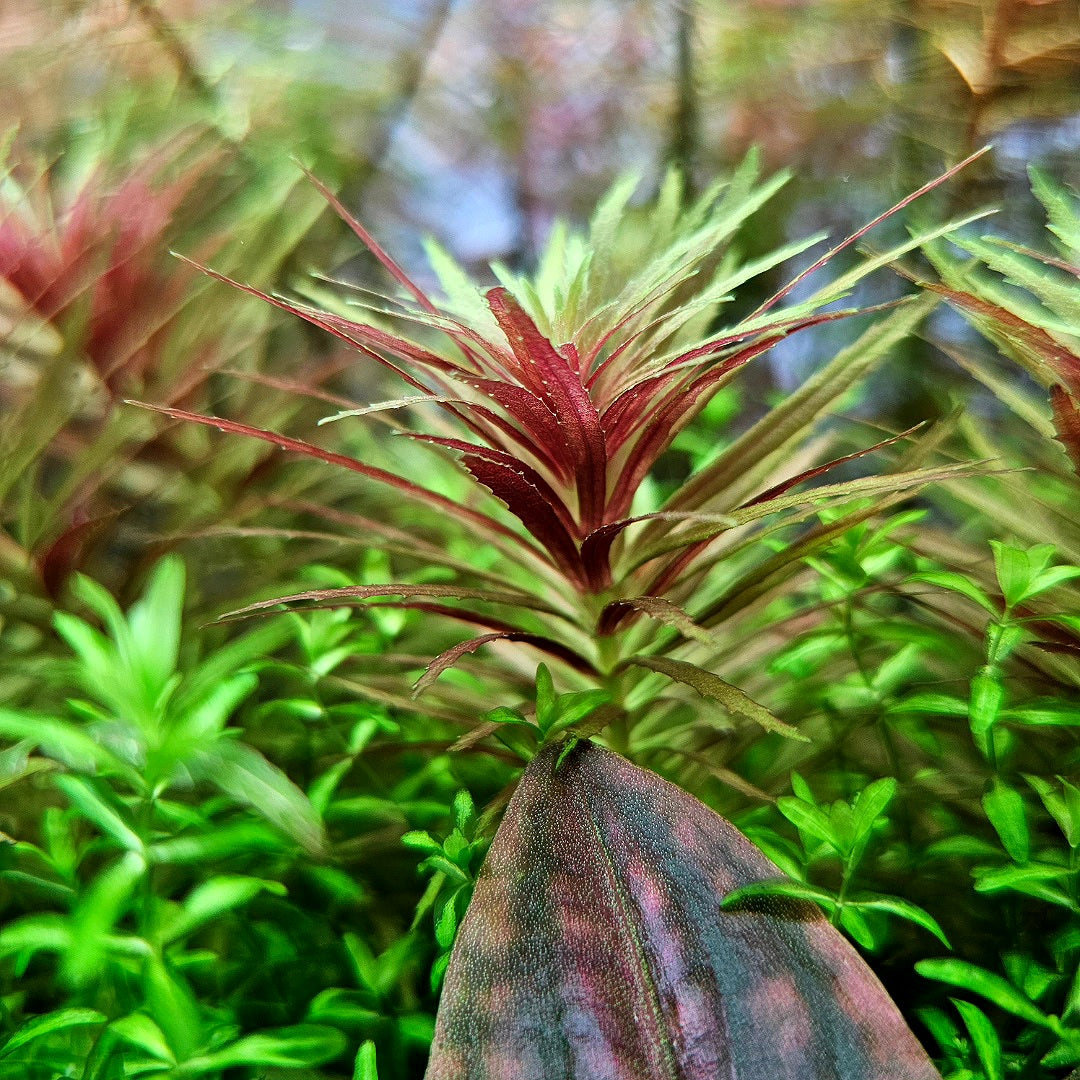 Limnophila Aromatica