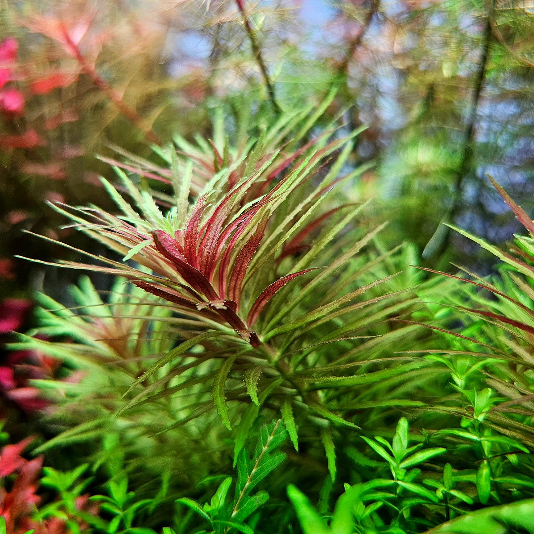 Limnophila Aromatica