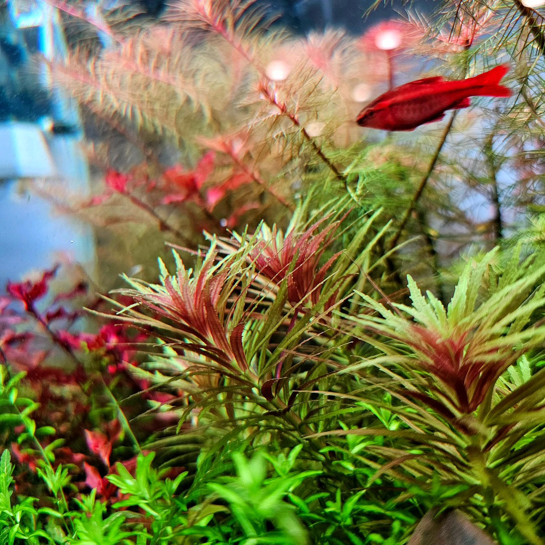 Limnophila Aromatica