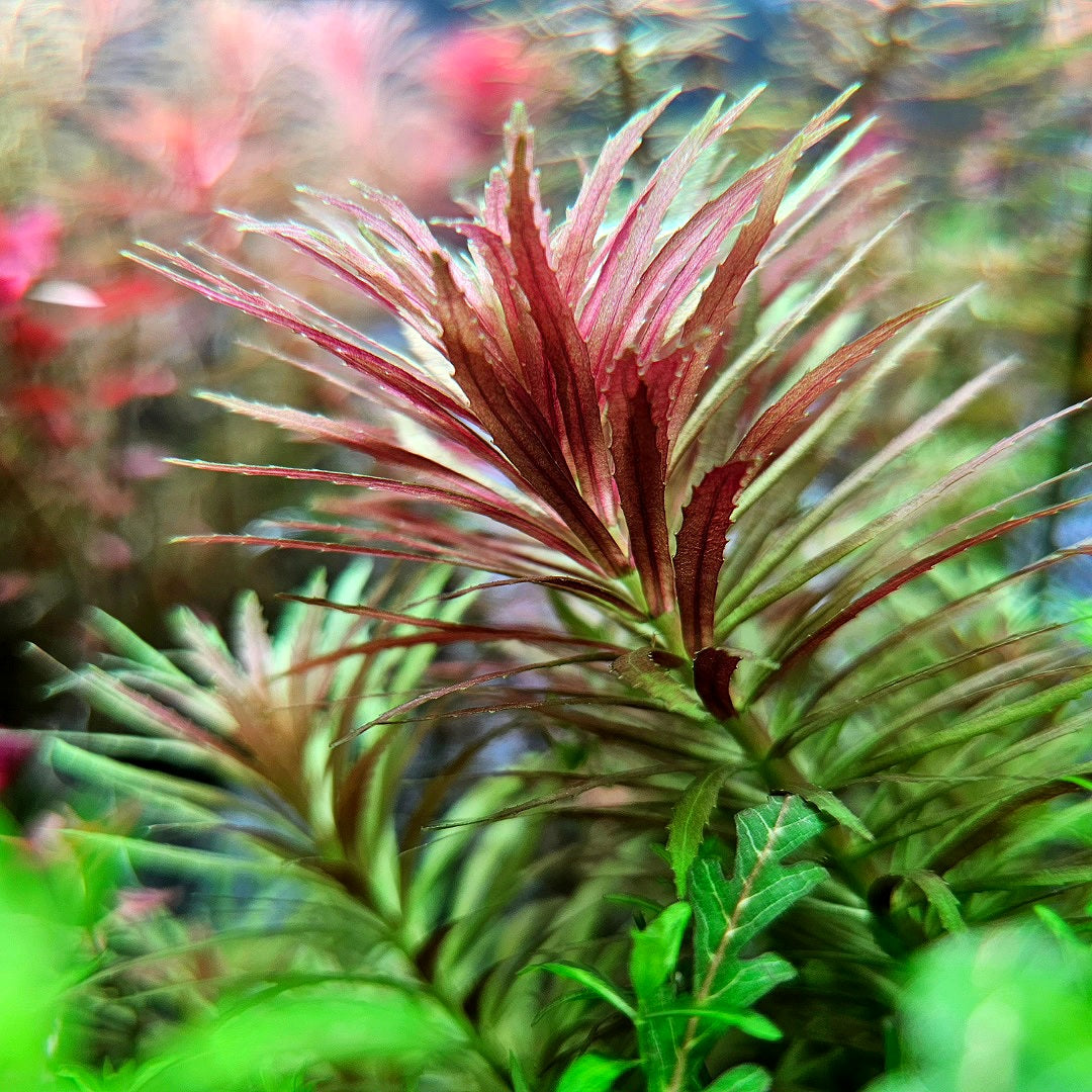 Limnophila Aromatica