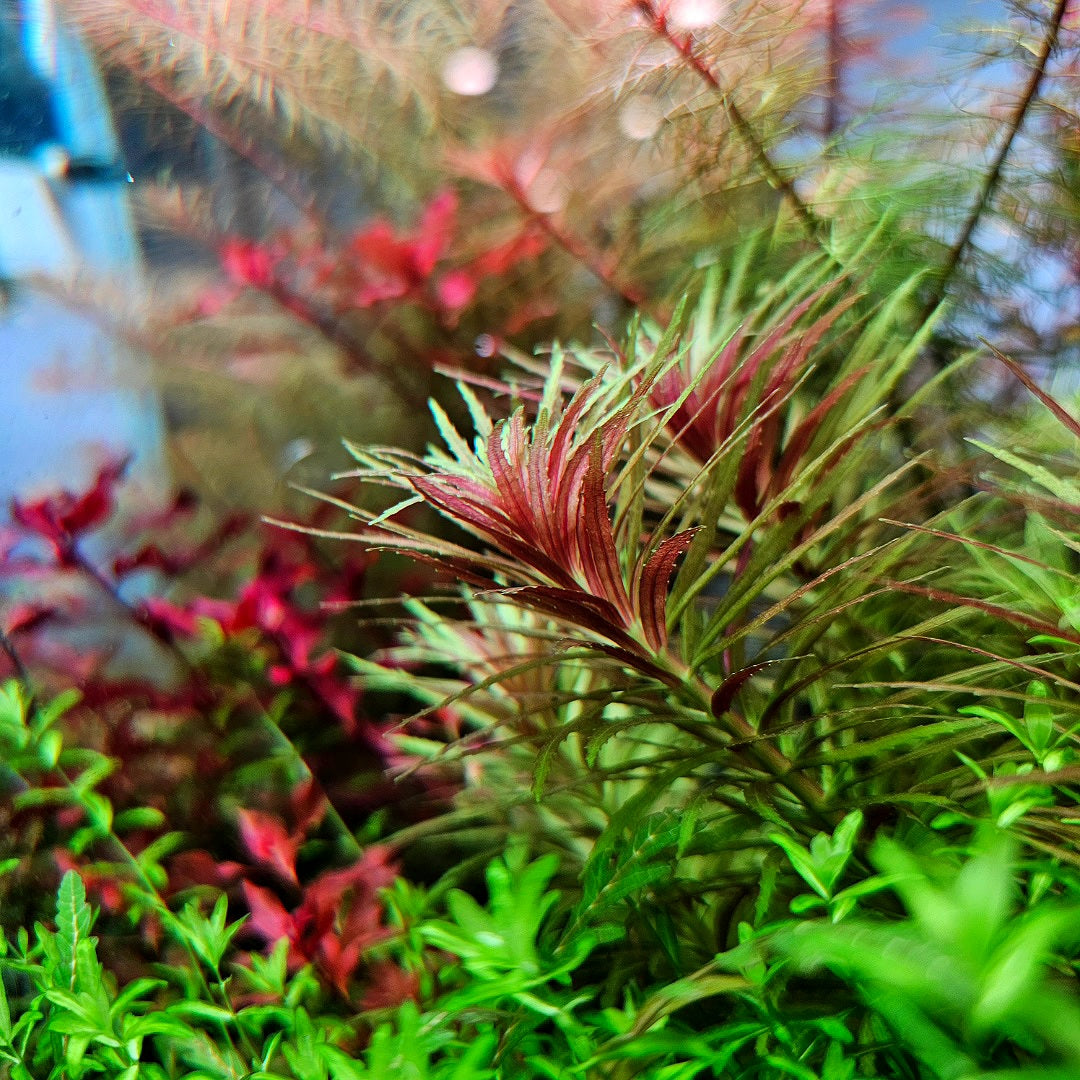 Limnophila Aromatica