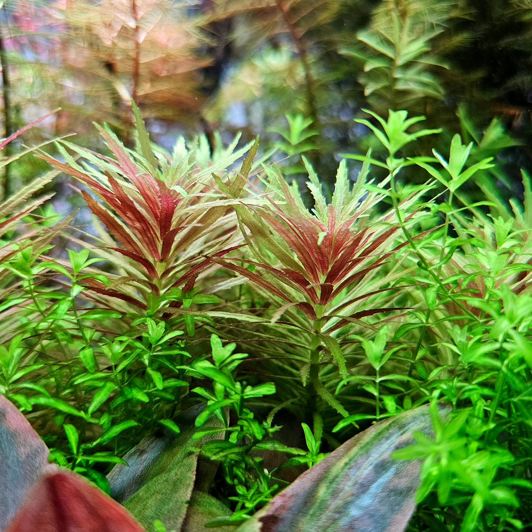 Limnophila Aromatica