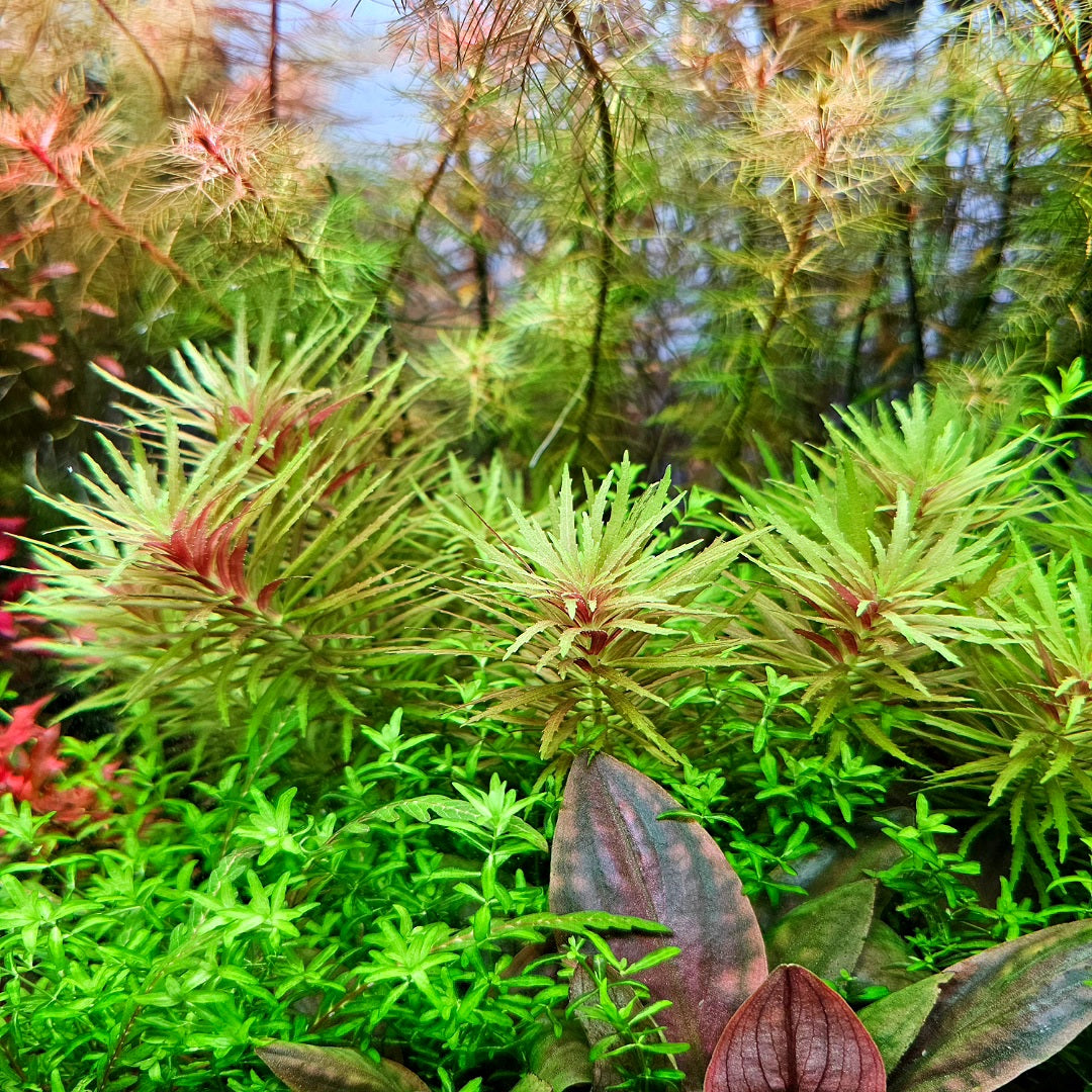 Limnophila Aromatica