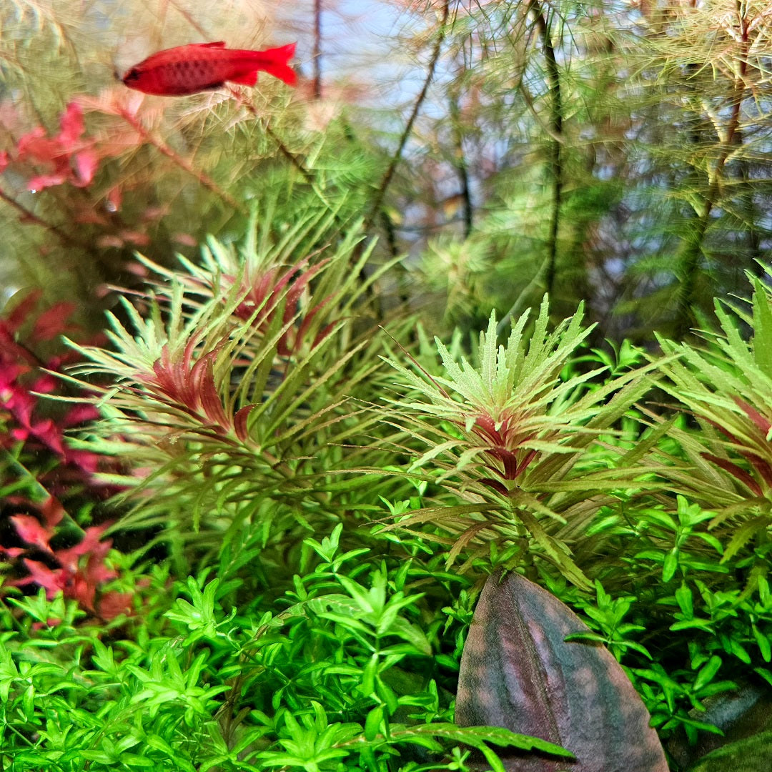 Limnophila Aromatica