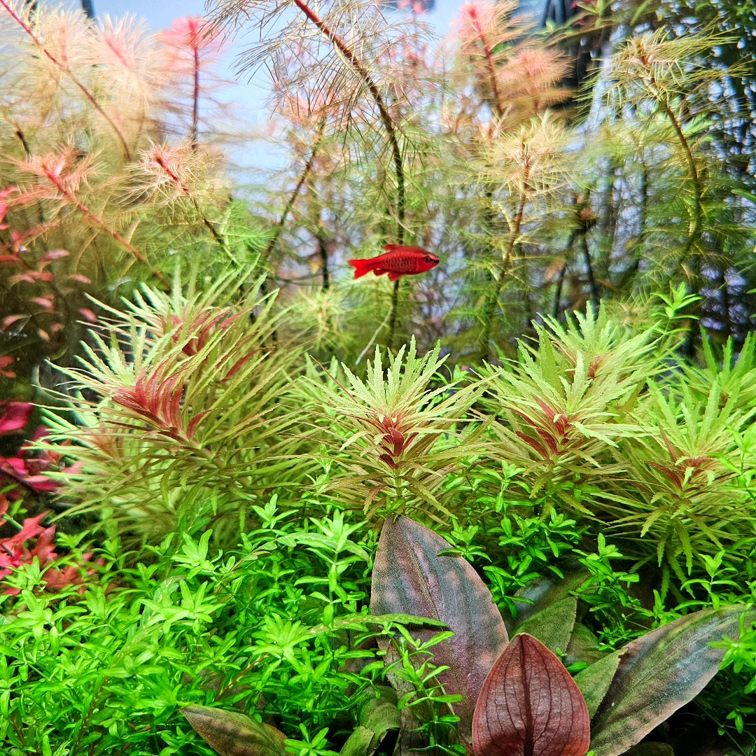 Limnophila Aromatica