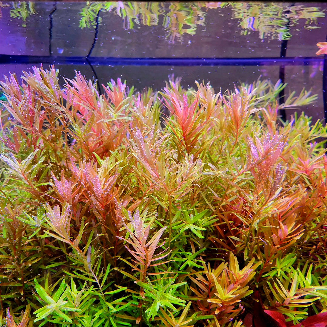 Rotala Rotundifolia