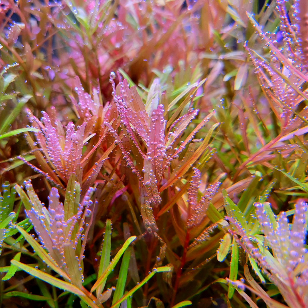 Rotala Rotundifolia