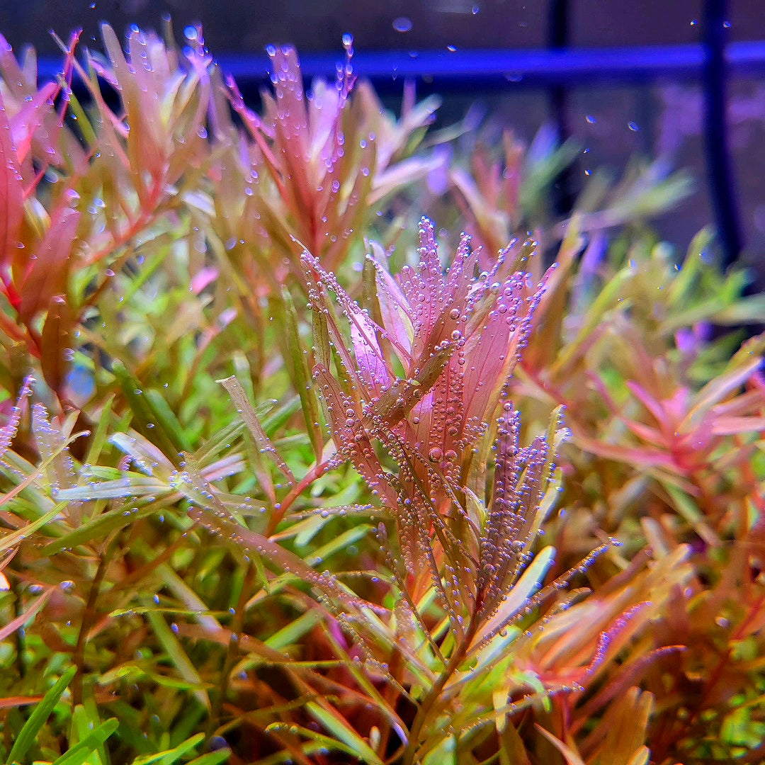 Rotala Rotundifolia