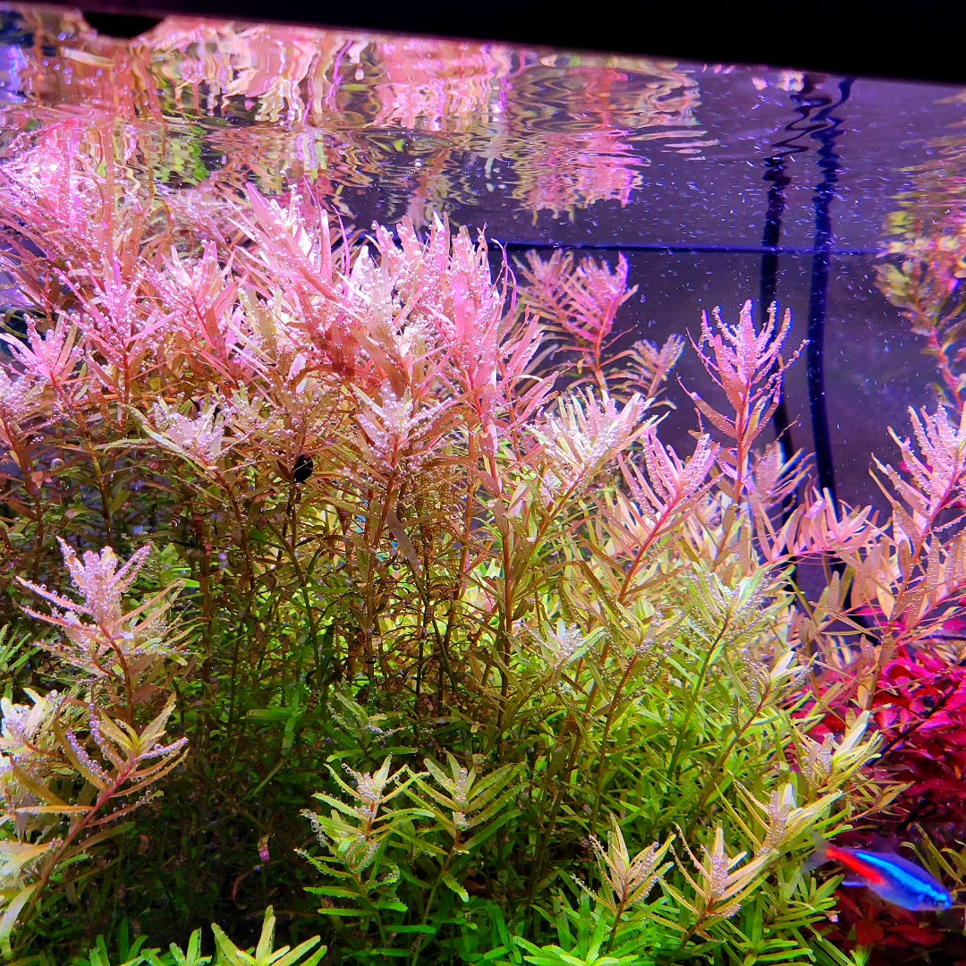 Rotala Rotundifolia