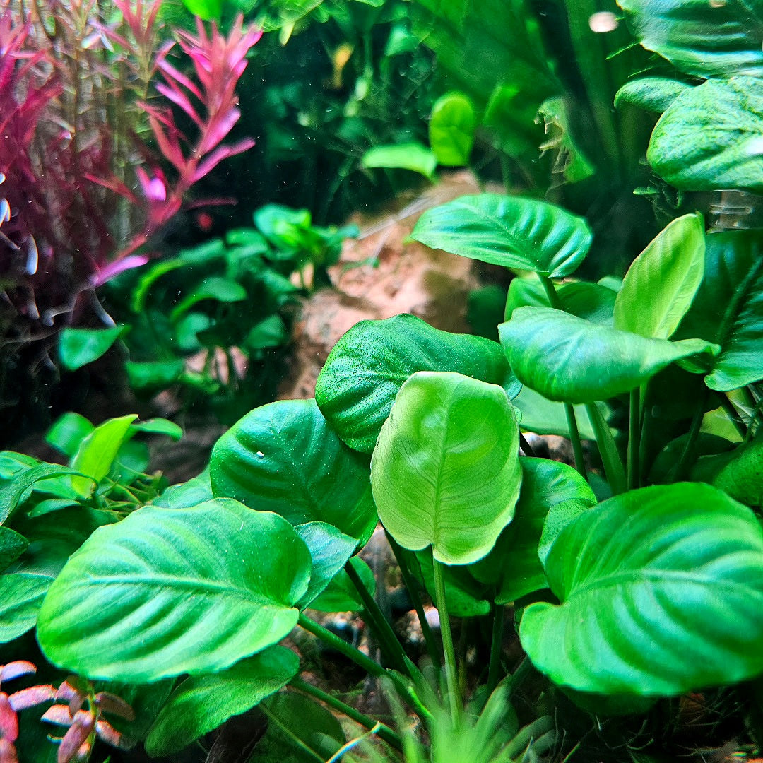 anubias plant seeds Anubias Barteri Round Leaf