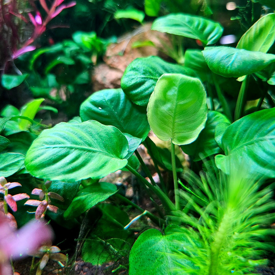 Anubias Barteri Round Leaf