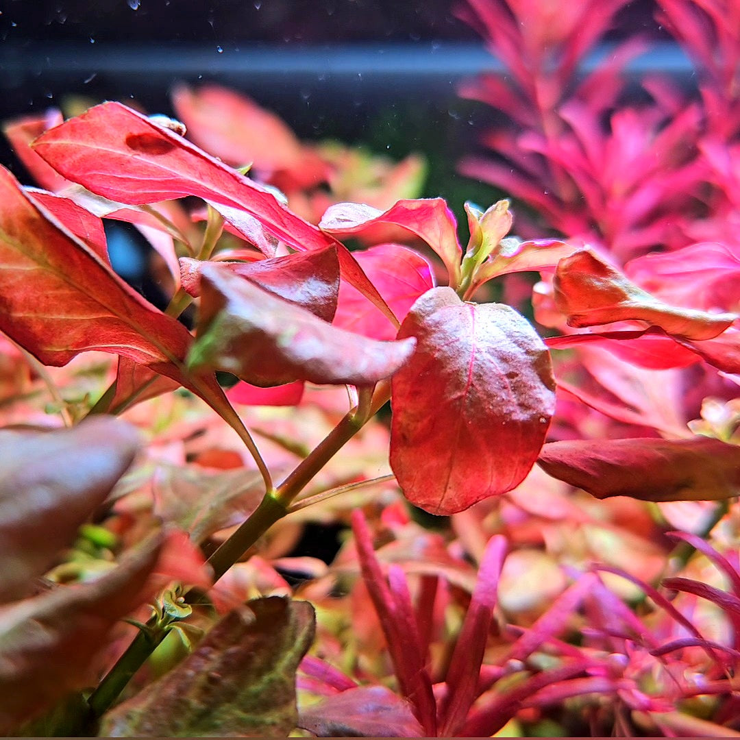 Ludwigia Ovalis – Underwater Gardens
