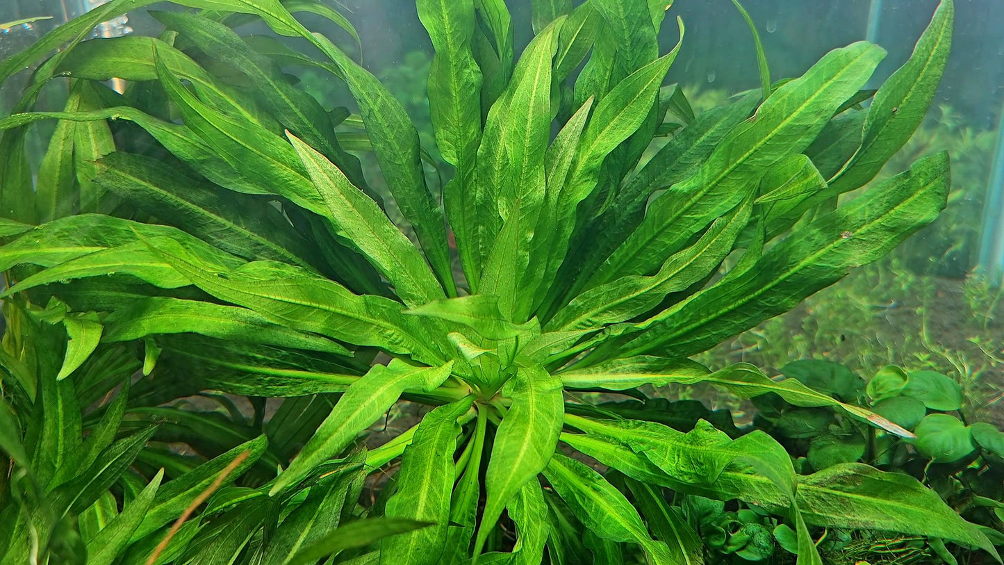 Amazon Sword/ Echinodorus grisebachii