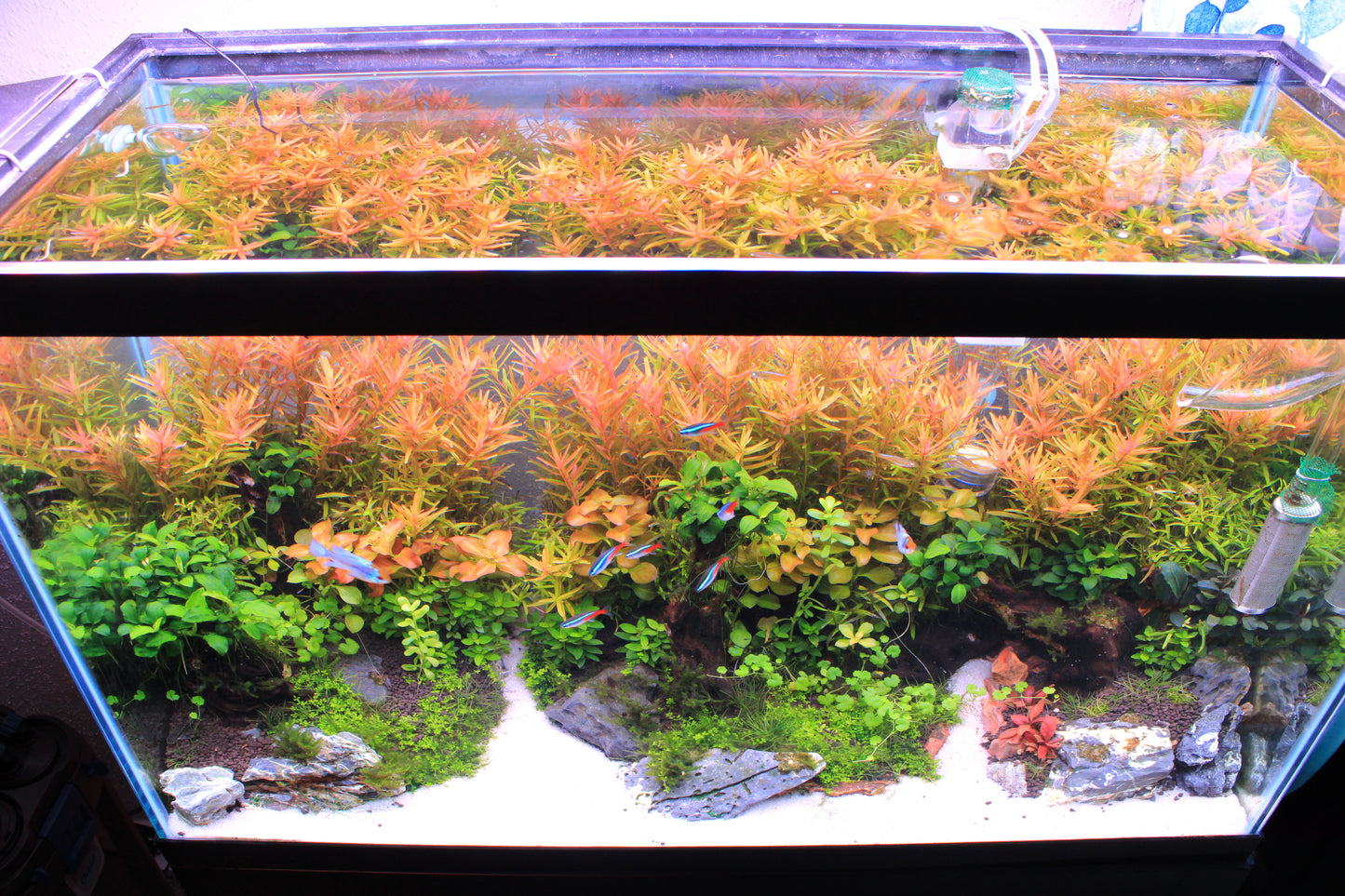 Rotala Rotundifolia
