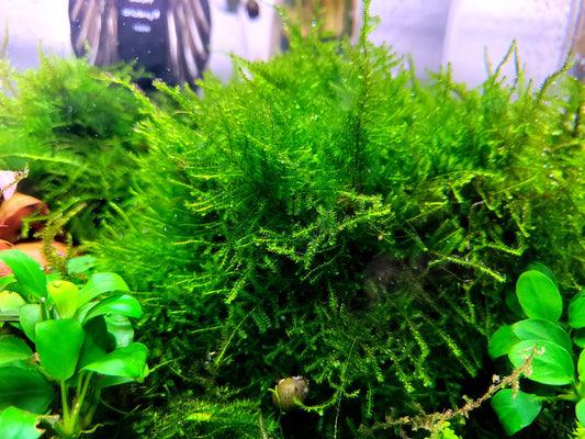 Weeping moss/ Vesicularia ferriei