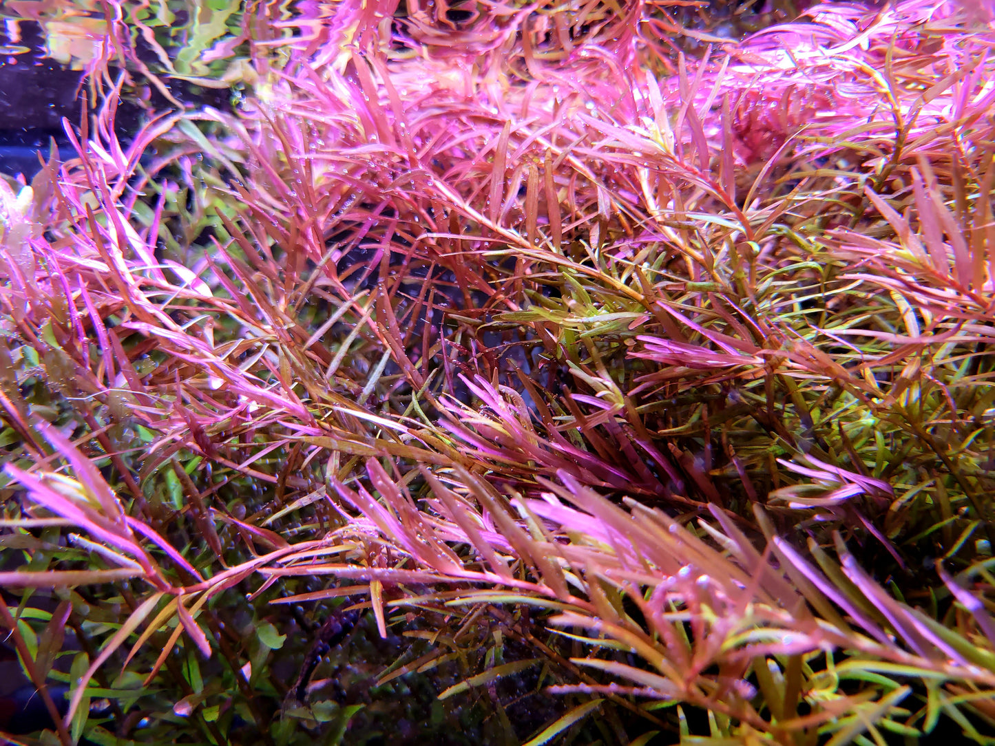 Rotala Super Red/ Rotala H'ra