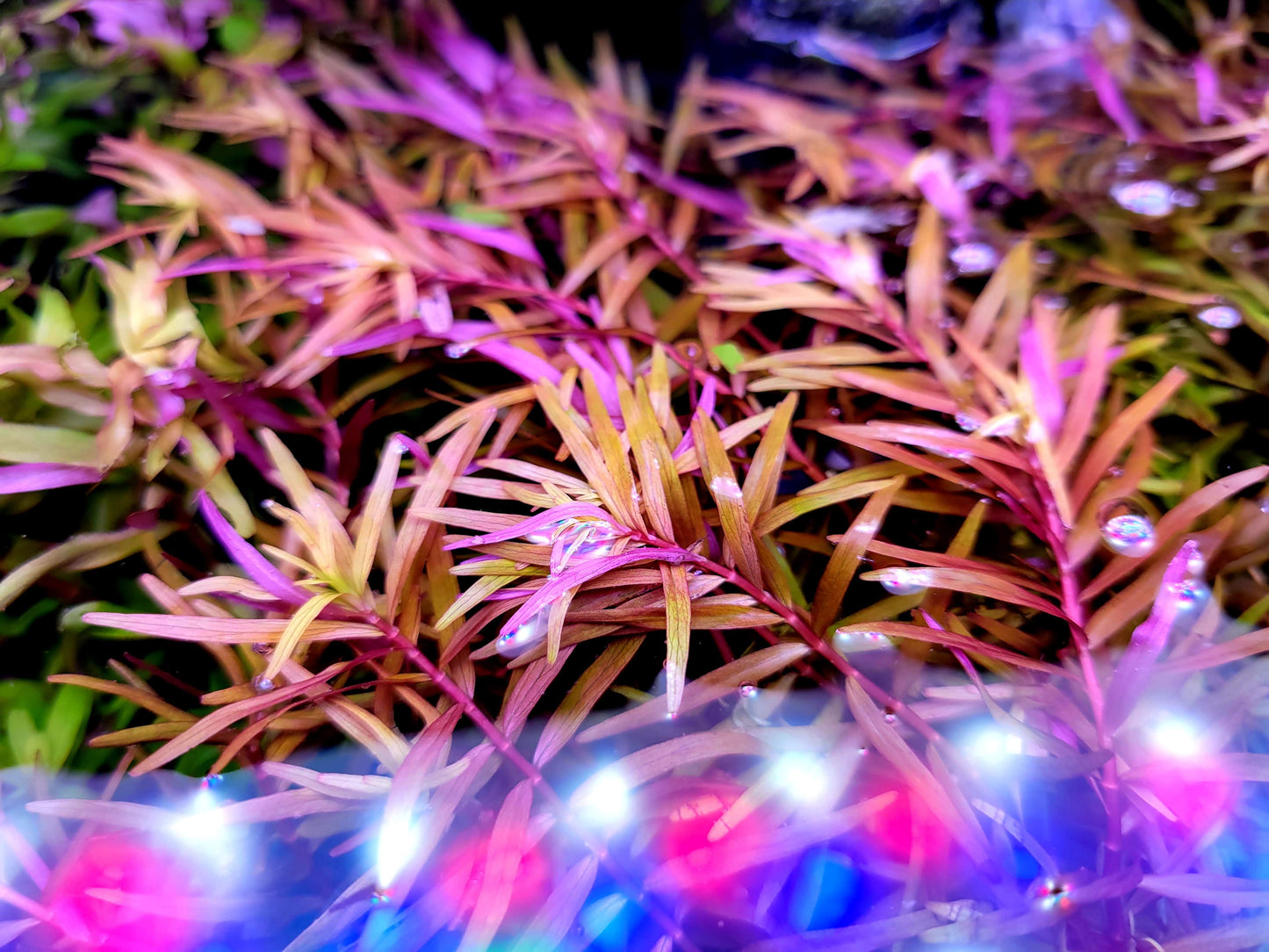 Rotala Super Red/ Rotala H'ra