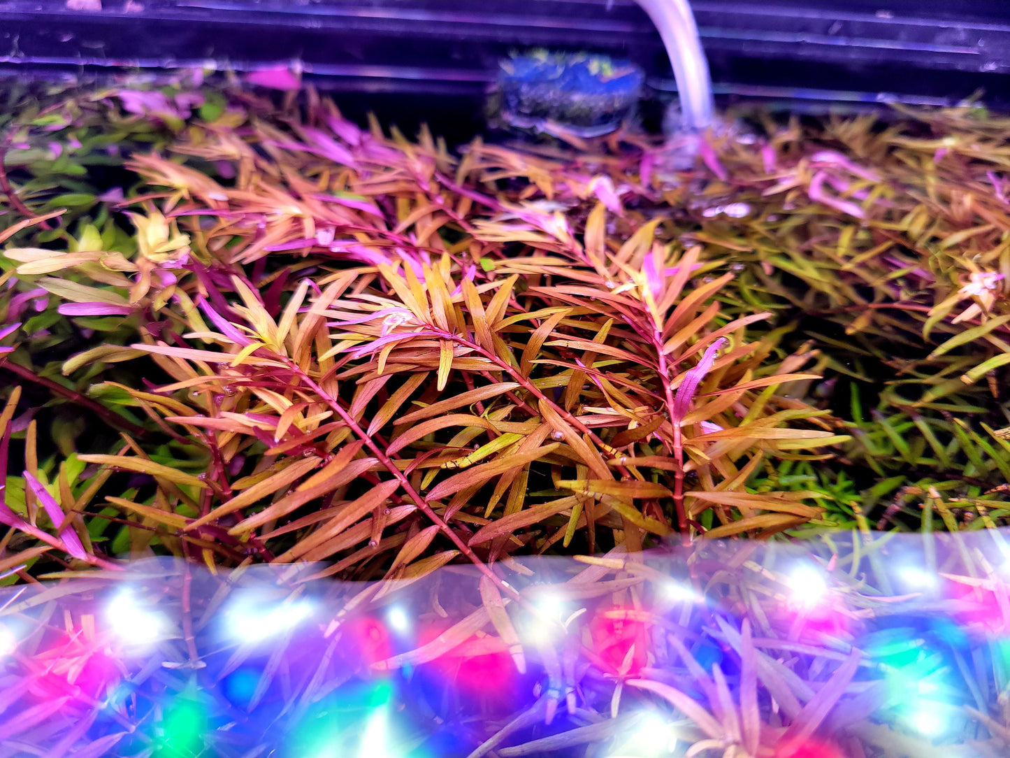 Rotala Super Red/ Rotala H'ra