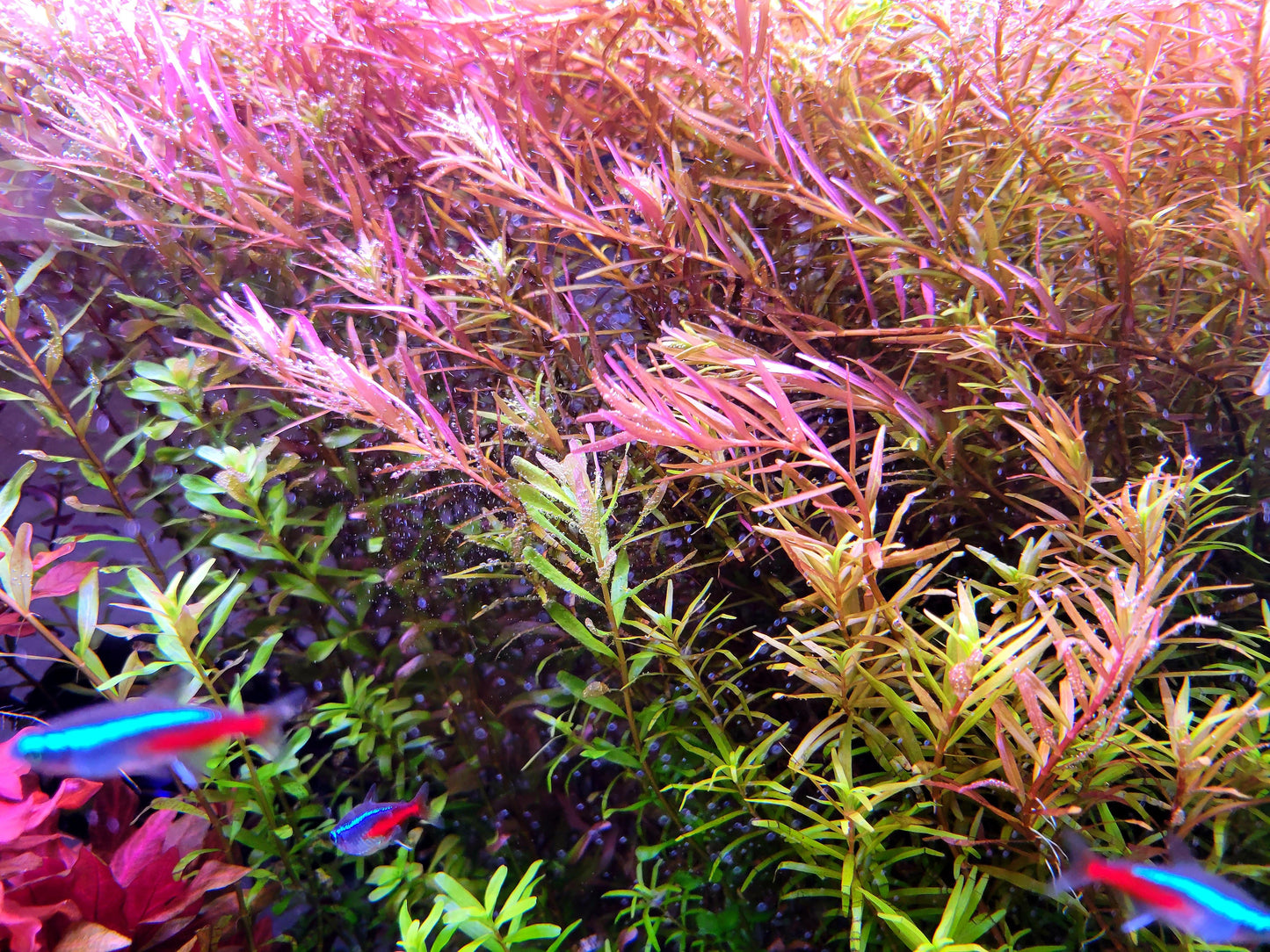 Rotala Super Red/ Rotala H'ra