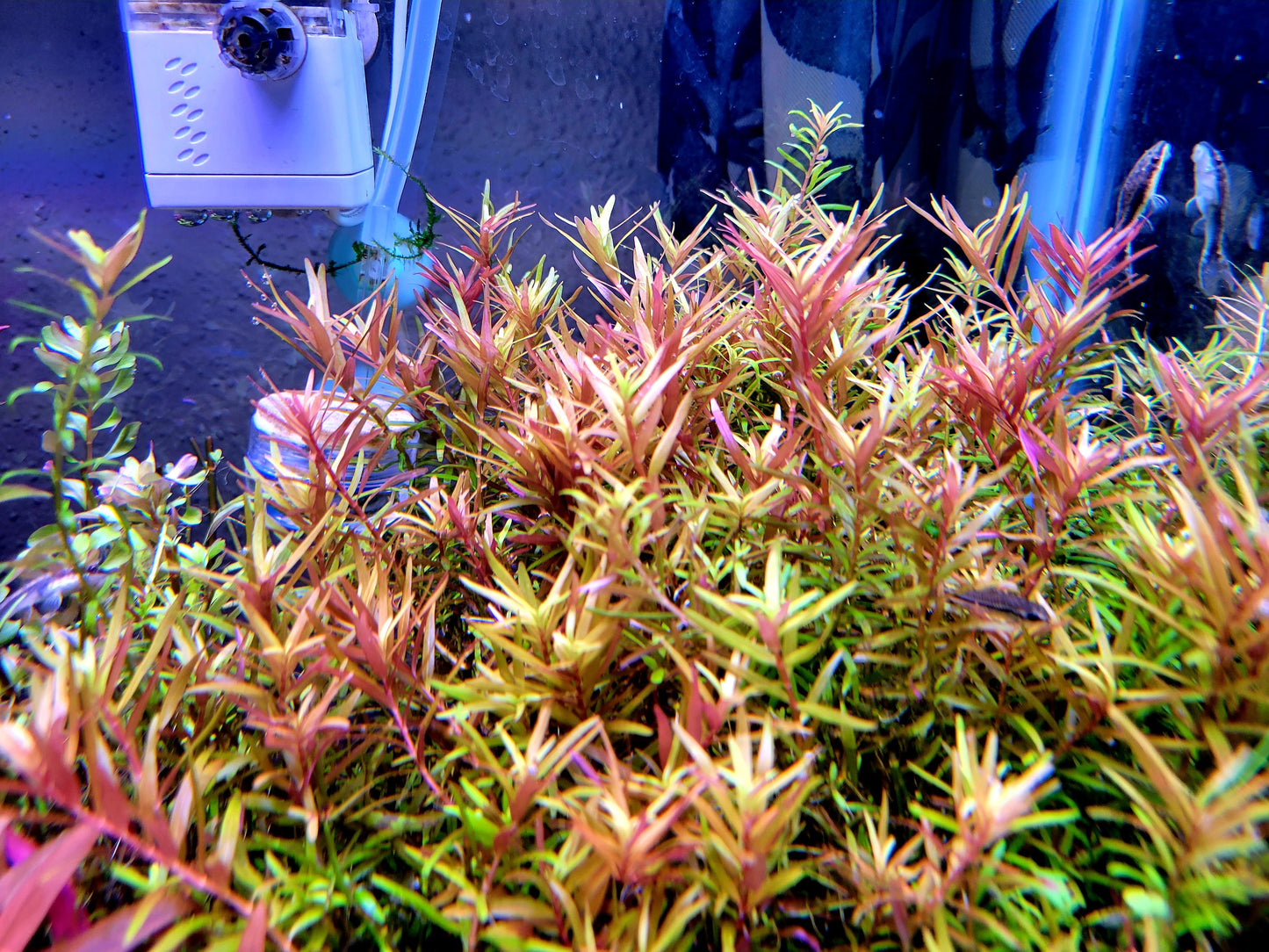 Rotala Super Red/ Rotala H'ra
