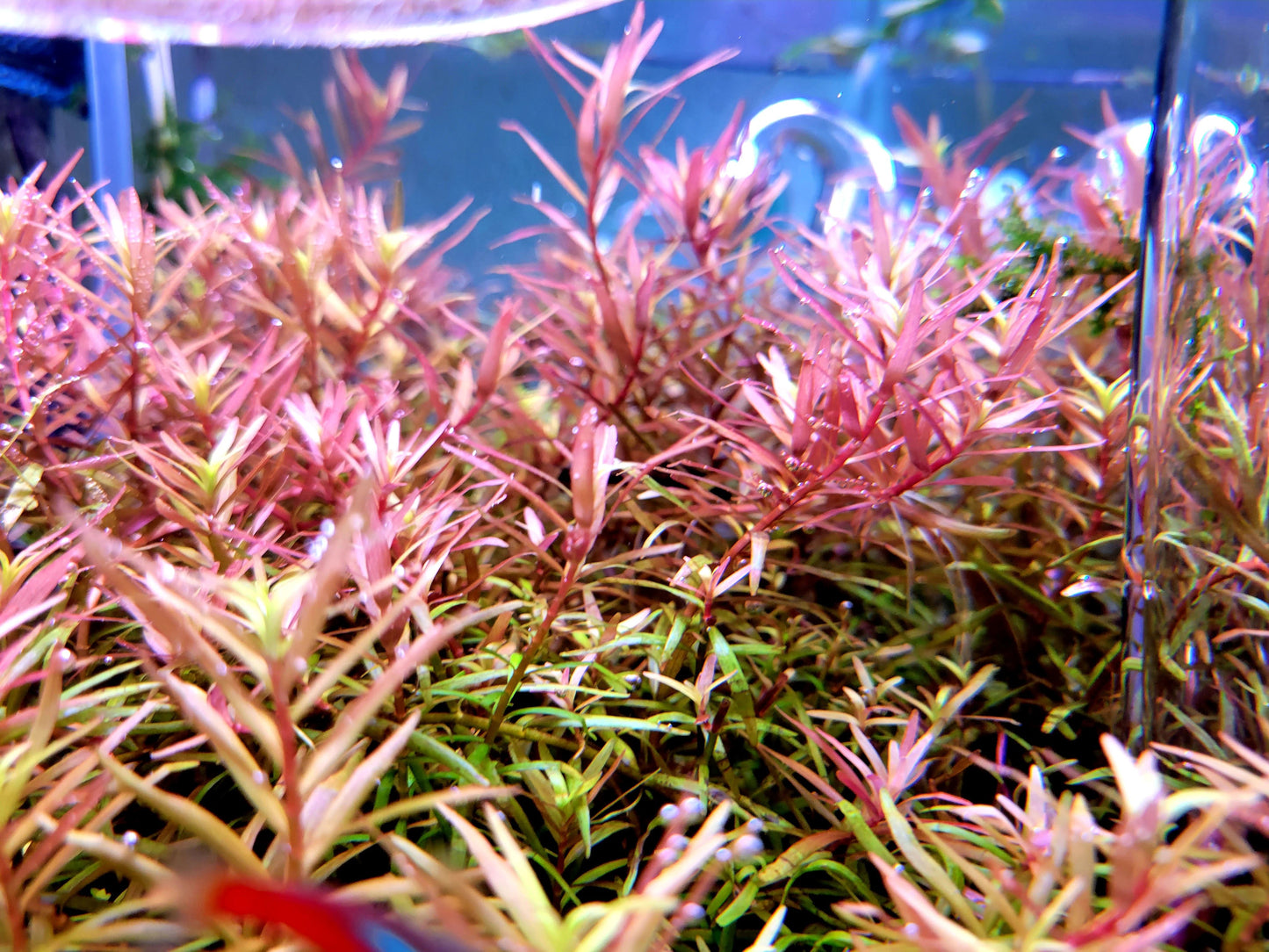 Rotala Super Red/ Rotala H'ra