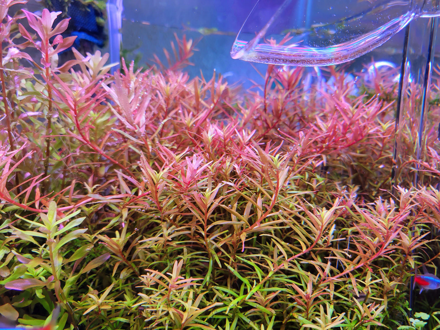 Rotala Super Red/ Rotala H'ra