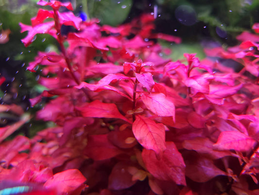 Ludwigia Natans/ Ludwigia Super Red