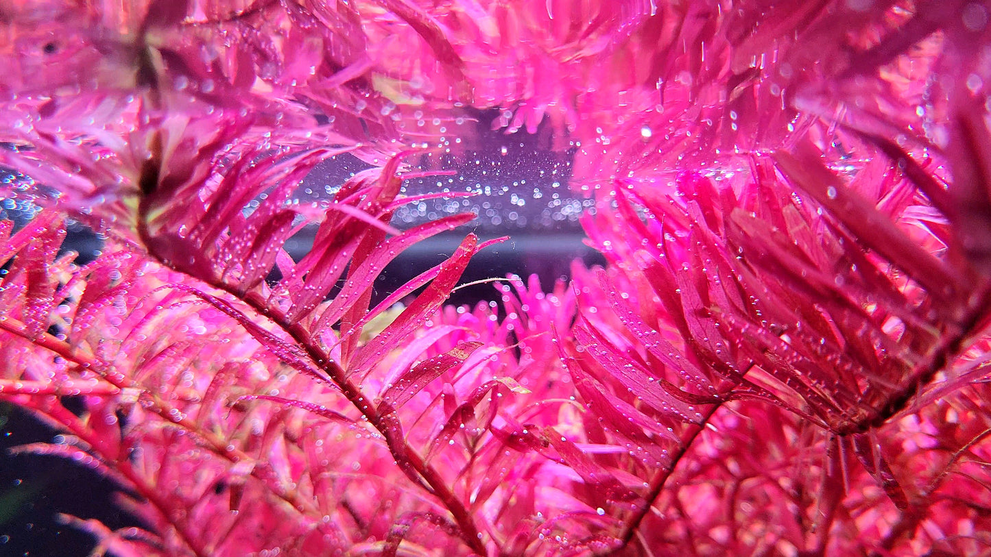Rotala Narrow Leaf Sp. Red