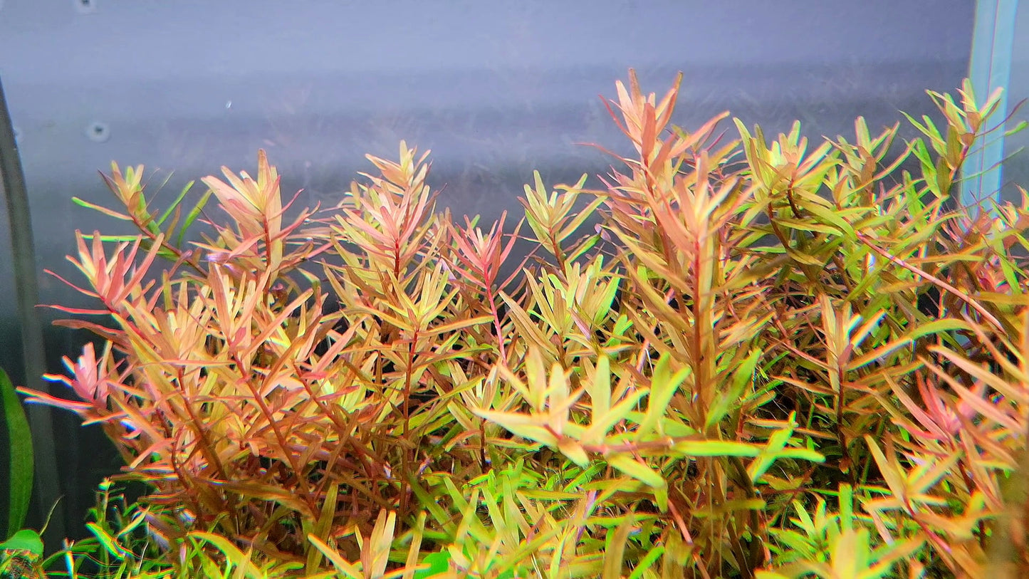 Rotala Rotundifolia