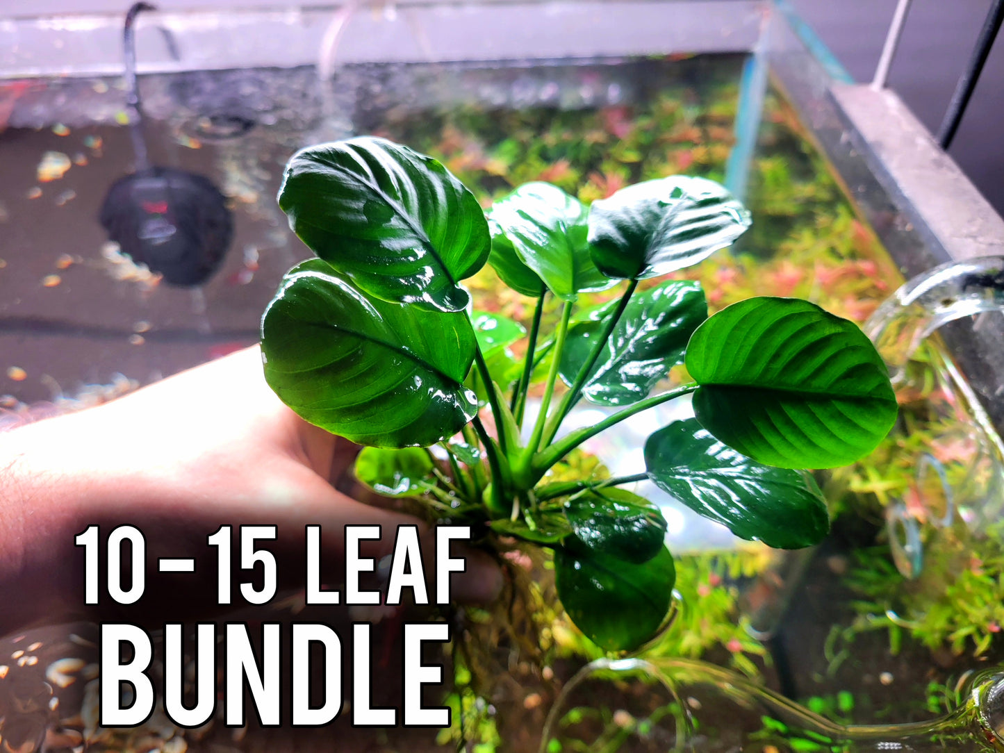 Anubias Barteri Round Leaf