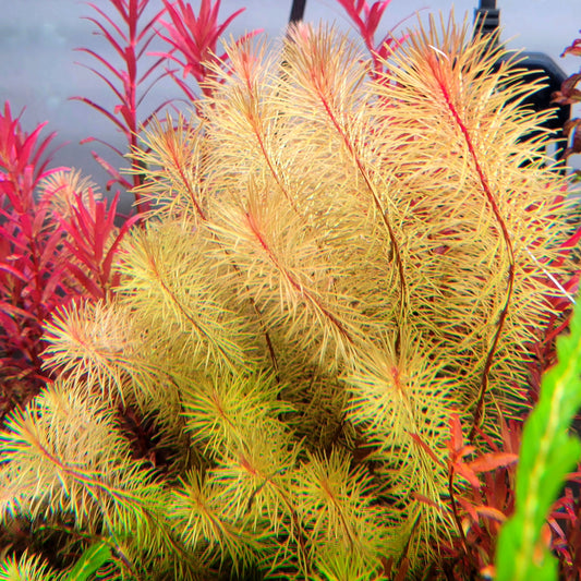 Rotala Wallichii
