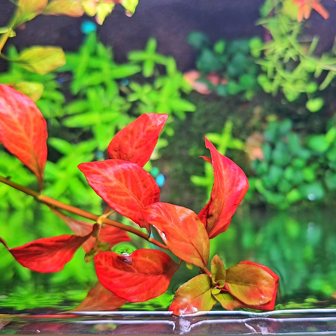 Ludwigia Ovalis