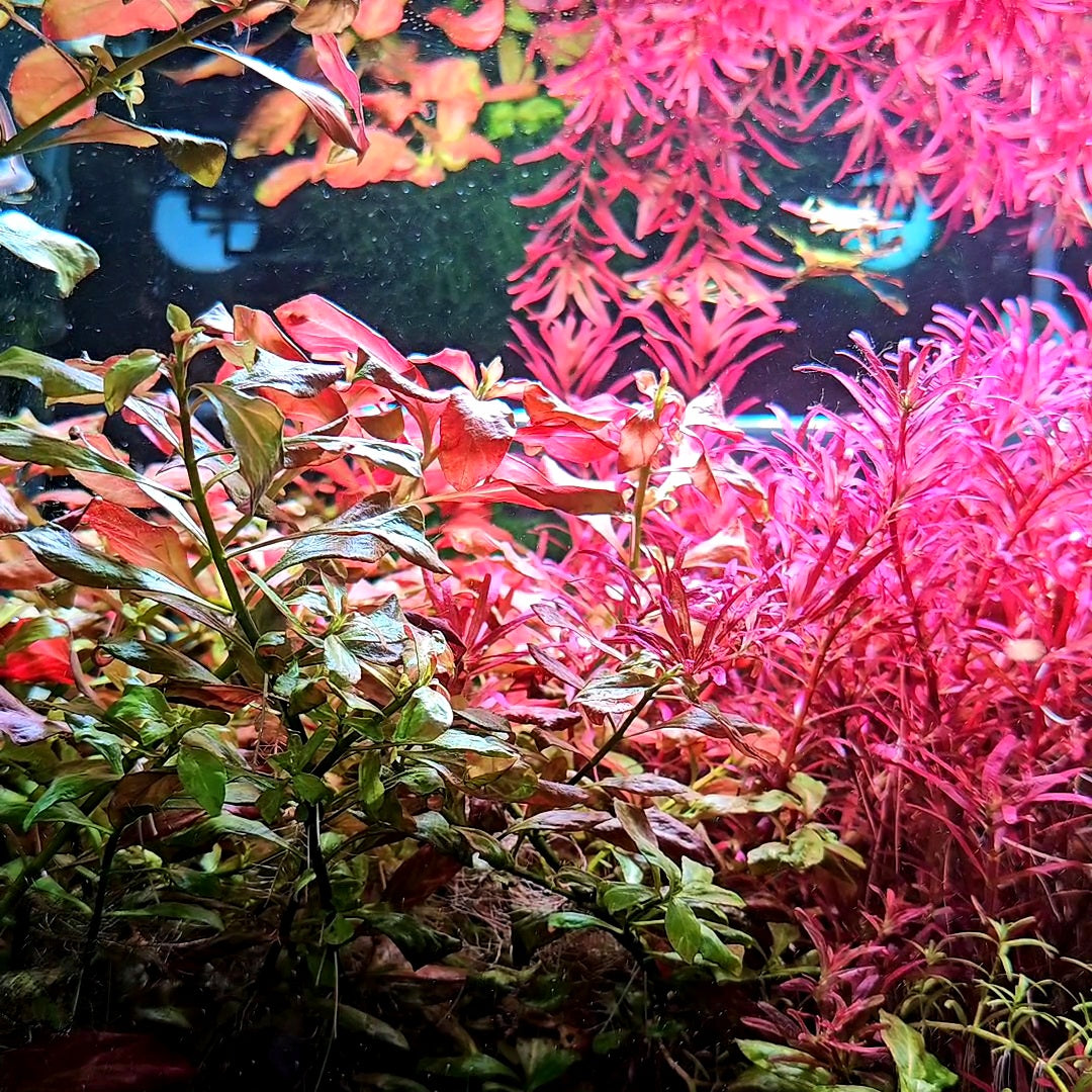 Ludwigia Ovalis