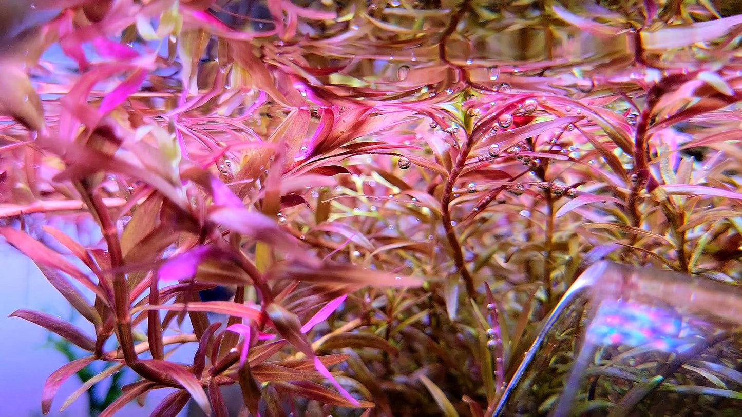 Rotala Super Red/ Rotala H'ra