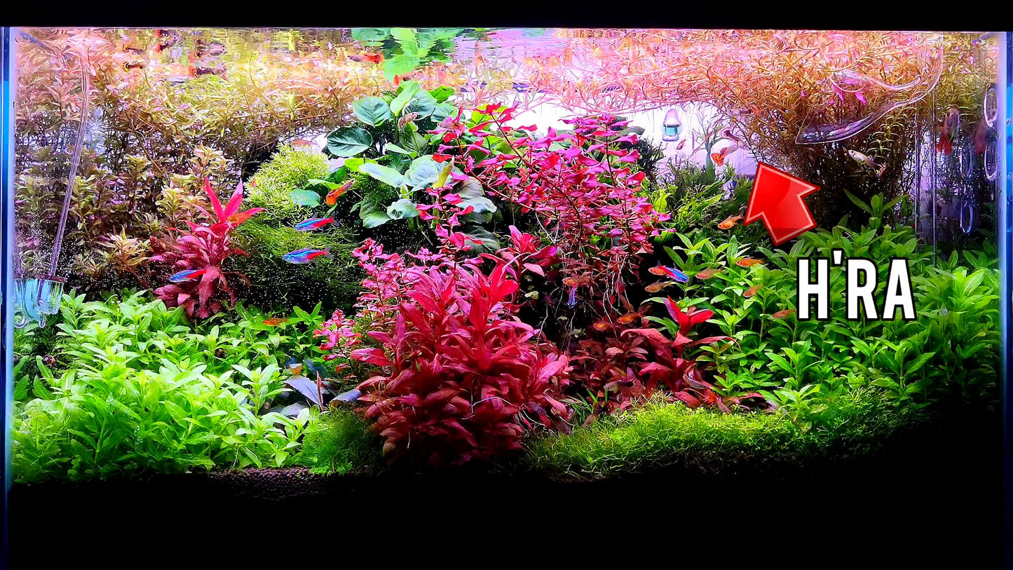 Rotala Super Red/ Rotala H'ra