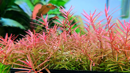 Rotala Super Red/ Rotala H'ra