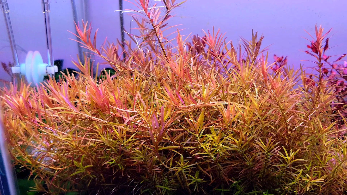 Rotala Super Red/ Rotala H'ra