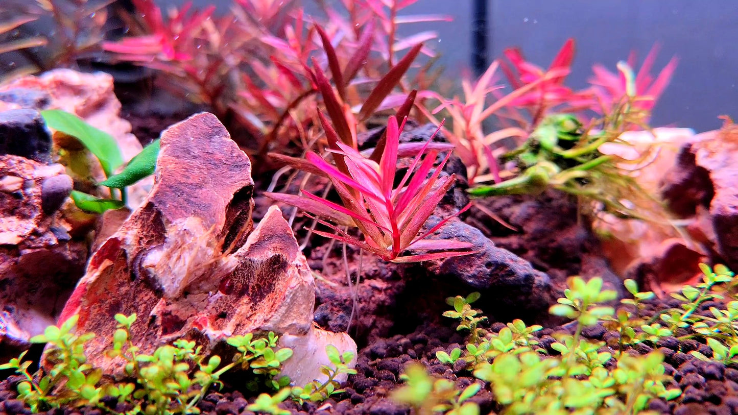 Rotala Super Red/ Rotala H'ra